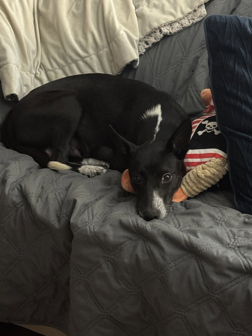picture of the dog needing adoption