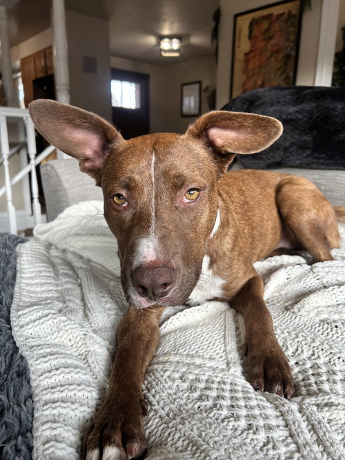 picture of the dog needing adoption