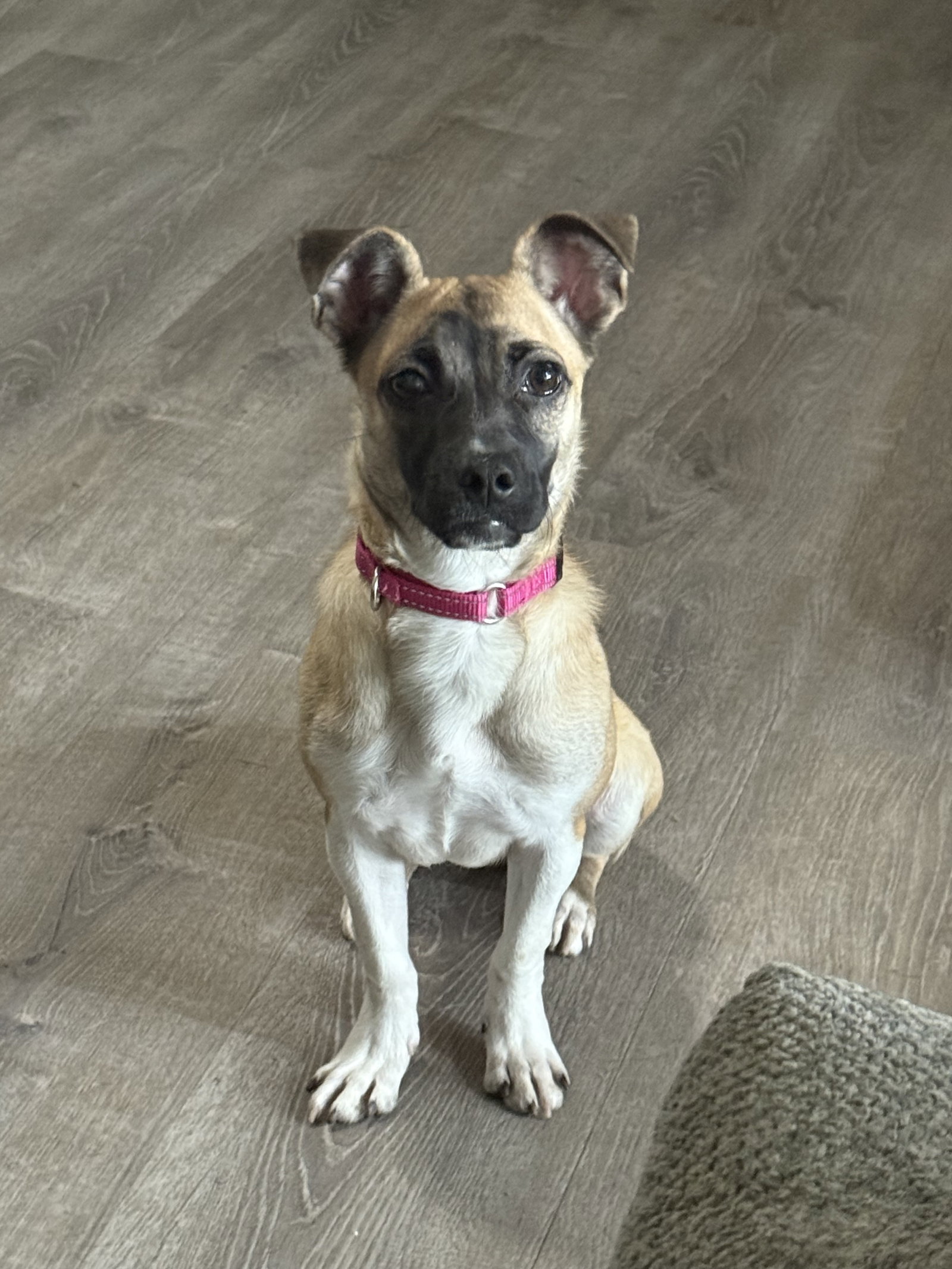 Sophia Image
