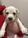 Snowball - Photo 1