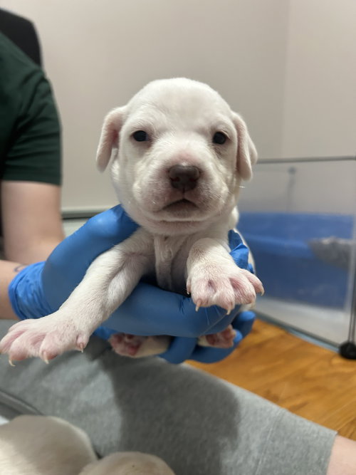 picture of the dog needing adoption