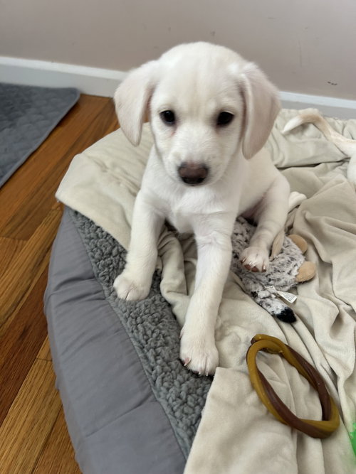 picture of the dog needing adoption