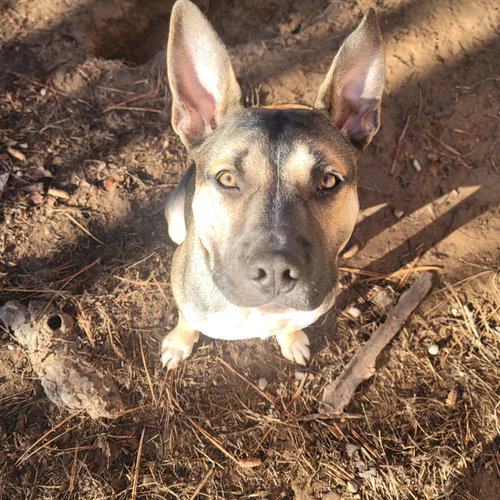 picture of the dog needing adoption