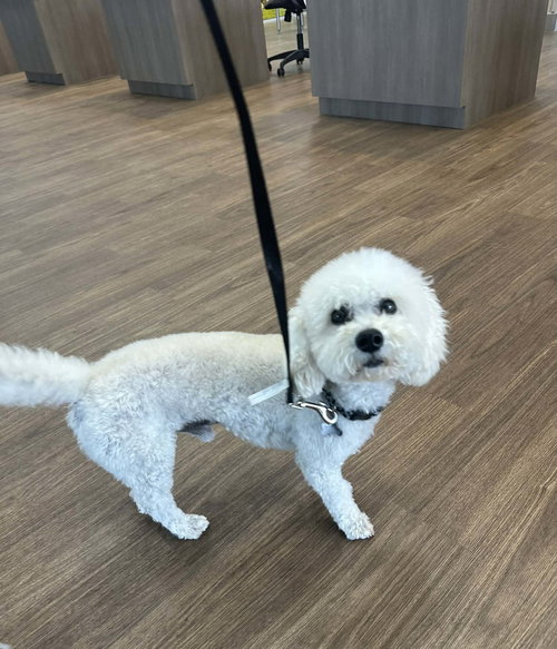 picture of the dog needing adoption