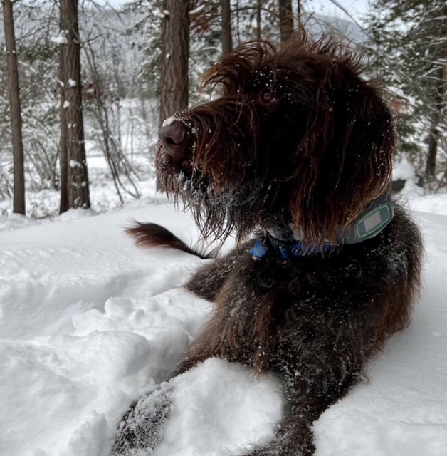Scout