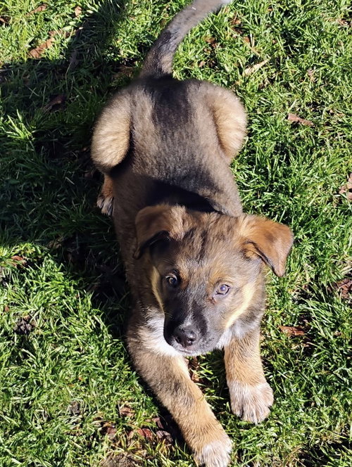 picture of the dog needing adoption
