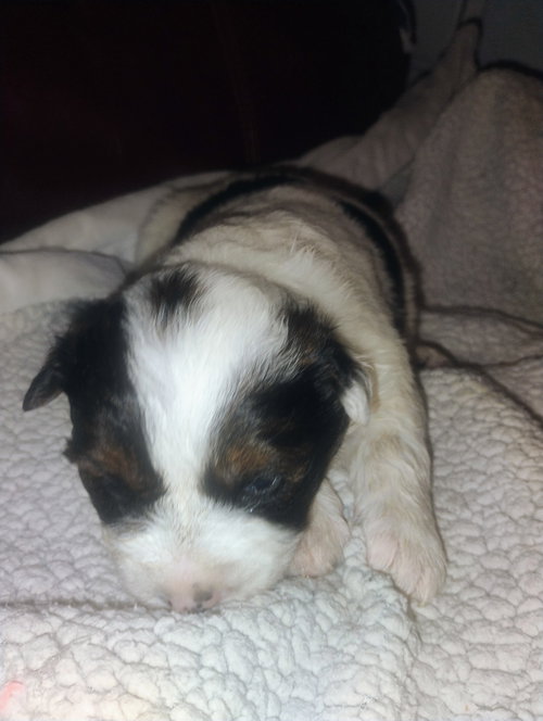 picture of the dog needing adoption
