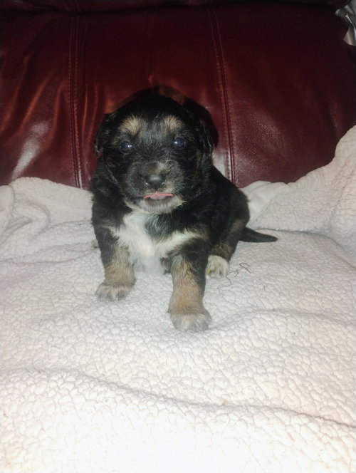 picture of the dog needing adoption
