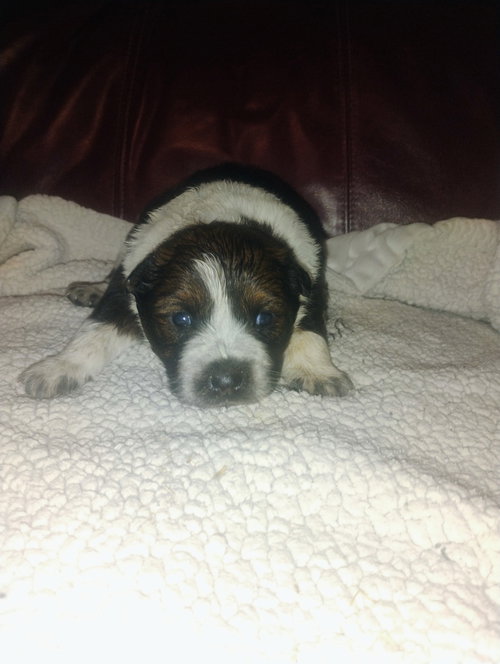 picture of the dog needing adoption