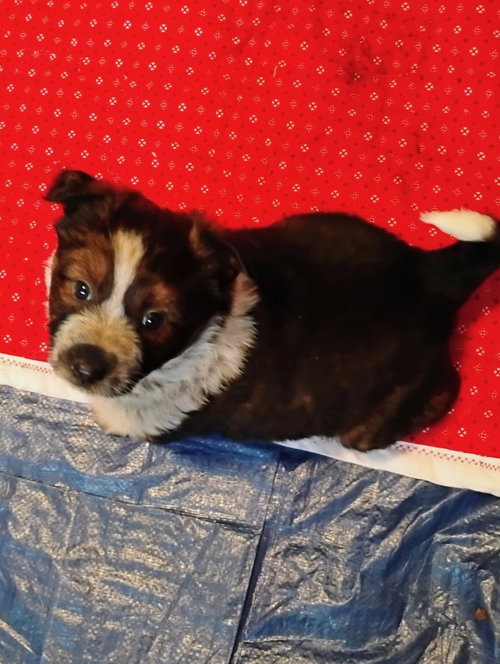 picture of the dog needing adoption