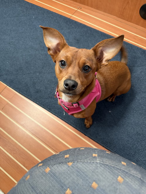 picture of the dog needing adoption