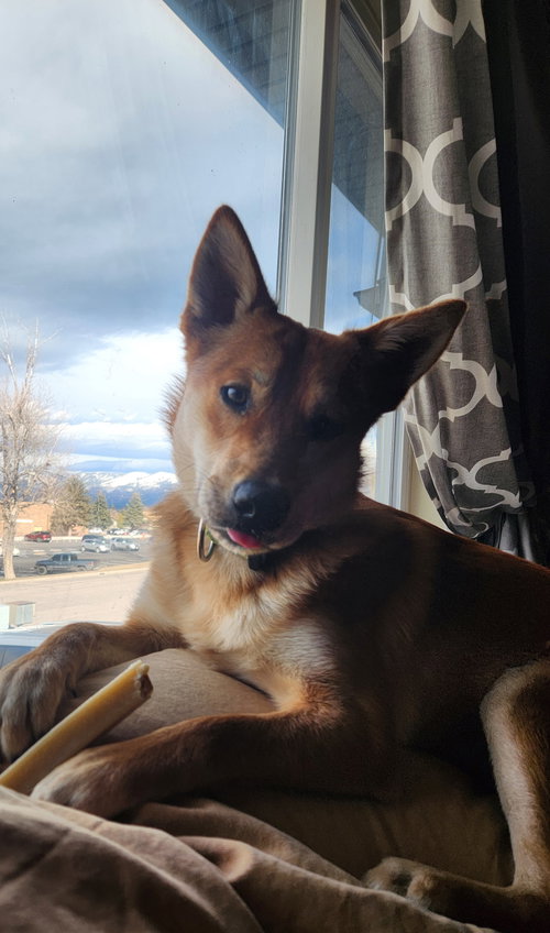picture of the dog needing adoption