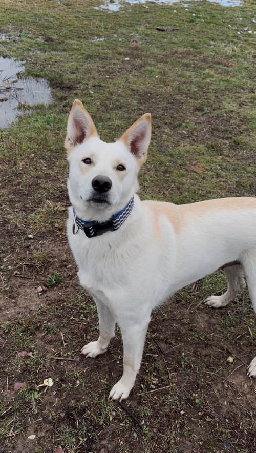 picture of the dog needing adoption