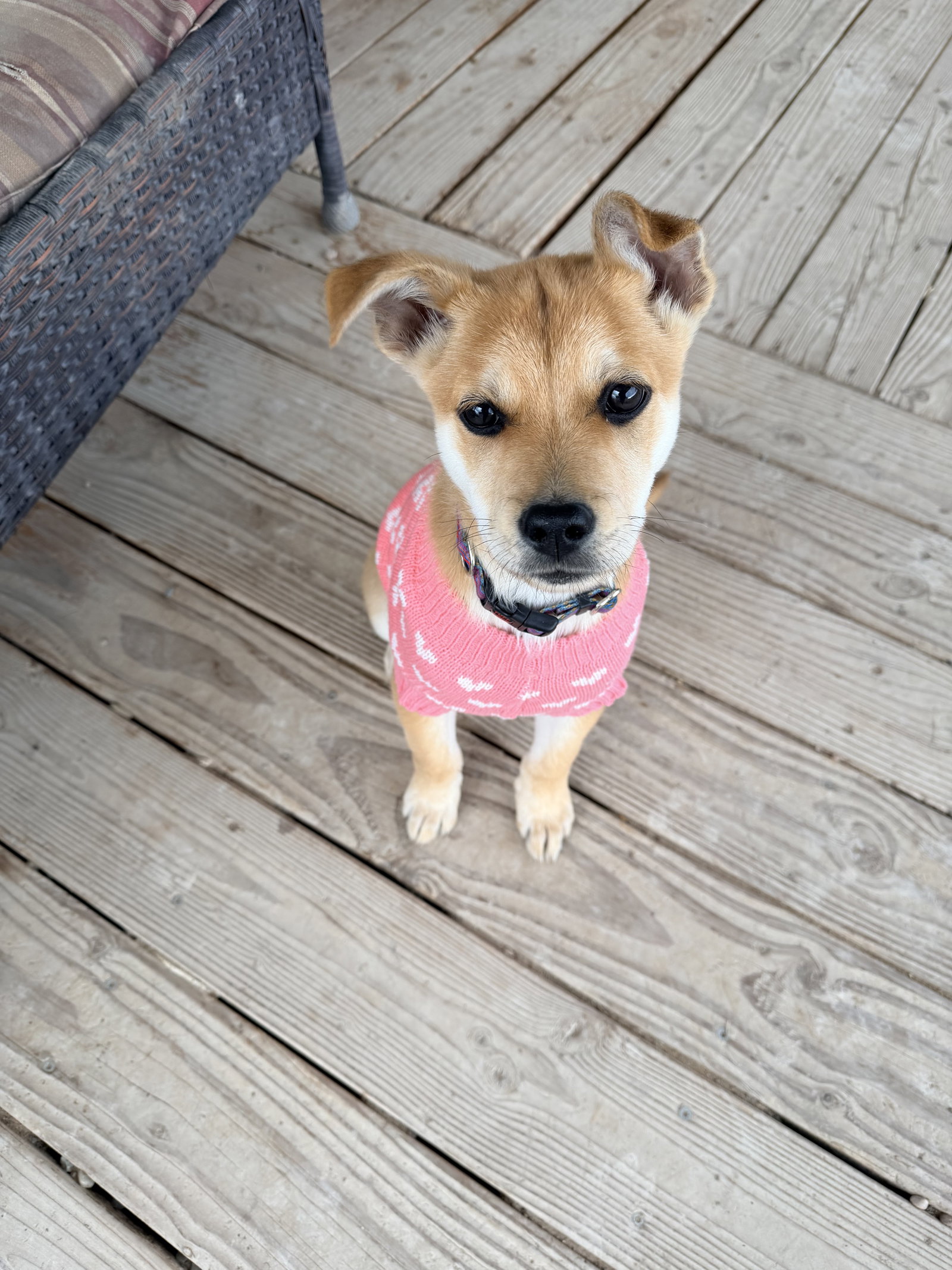 Sammi