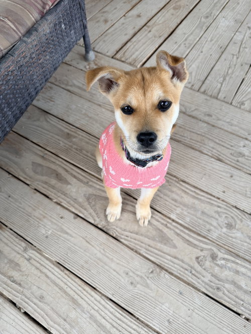 picture of the dog needing adoption
