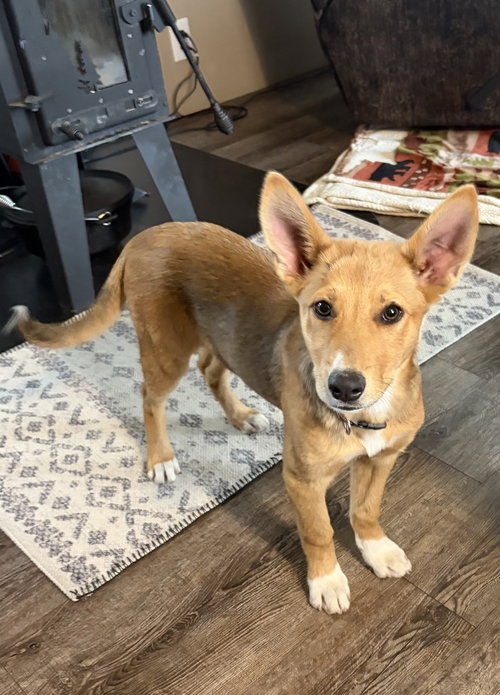 picture of the dog needing adoption