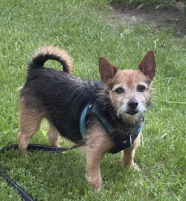 Poncho - Yorkshire Terrier Yorkie