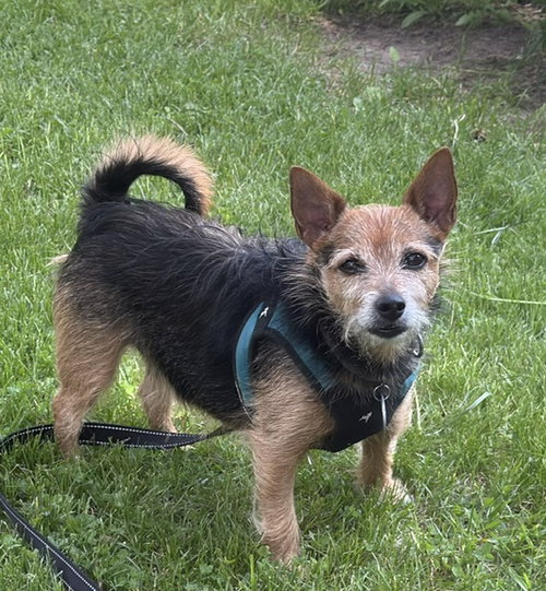 Poncho, an adoptable Yorkshire Terrier Yorkie in Polson, MT