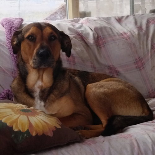 Adonis, an adoptable Unknown breed in Polson, MT