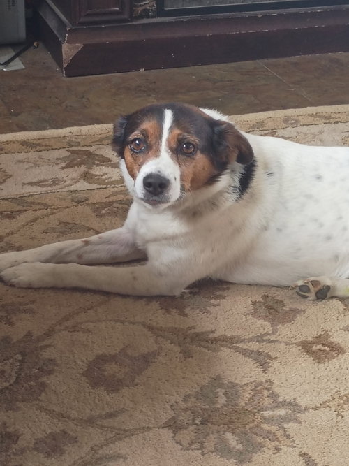 Bridget, an adoptable Unknown breed in Polson, MT