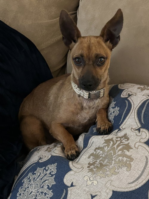 Sunny, an adoptable Chihuahua in Polson, MT