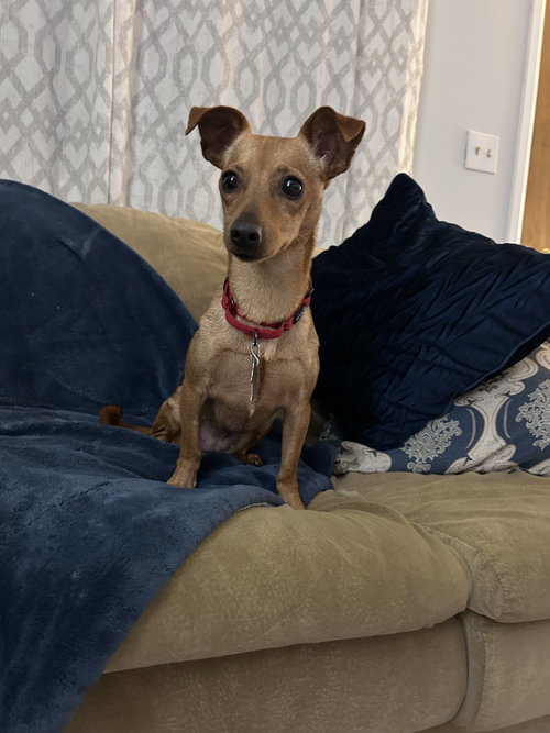 Poppi, an adoptable Chihuahua in Polson, MT