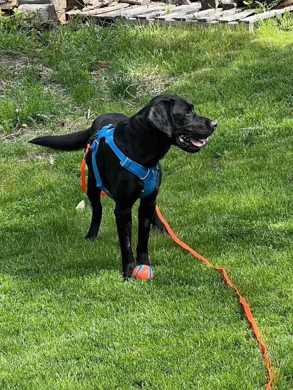 Jax