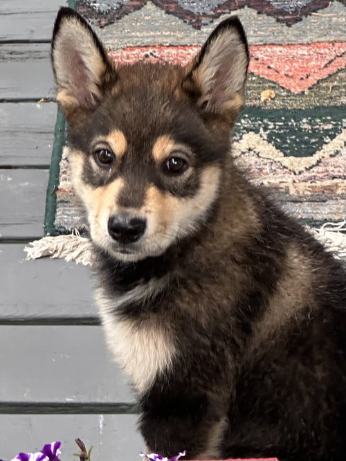Pippin