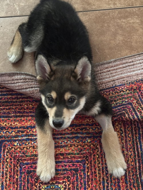 Pippin photo 2