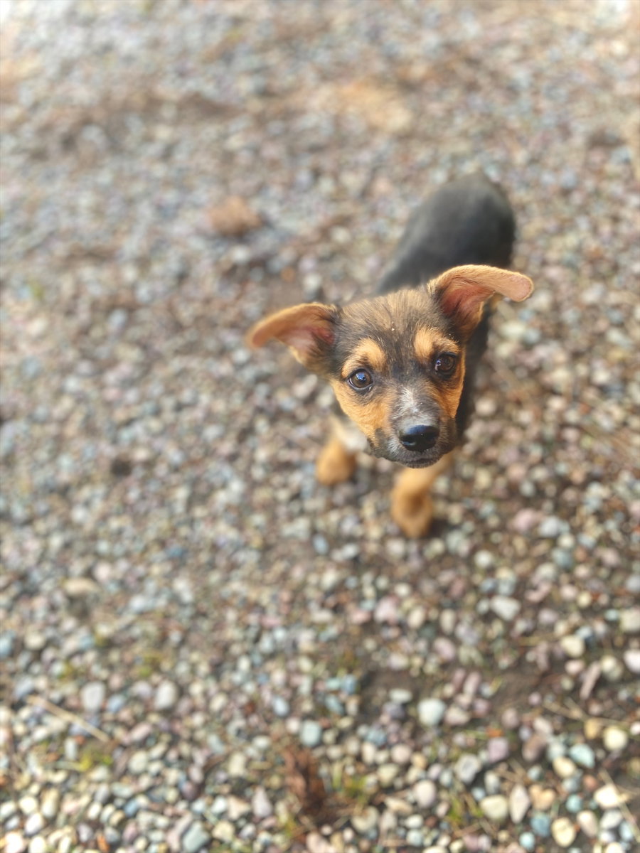 Little Dude
