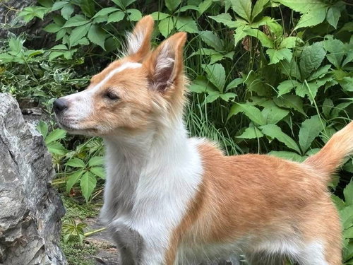 Laika photo 2