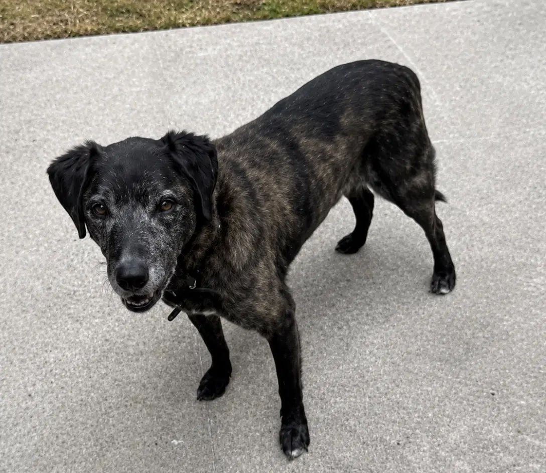 Sam - Labrador Retriever