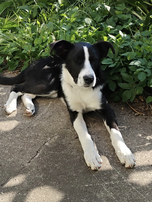 picture of the dog needing adoption