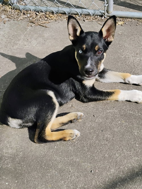 picture of the dog needing adoption