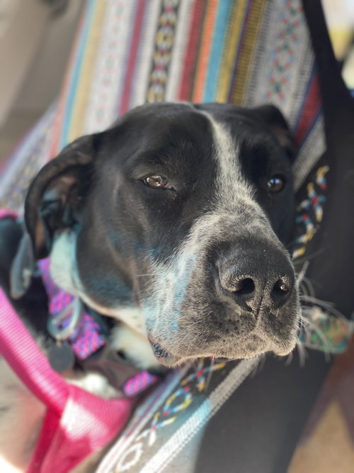 picture of the dog needing adoption
