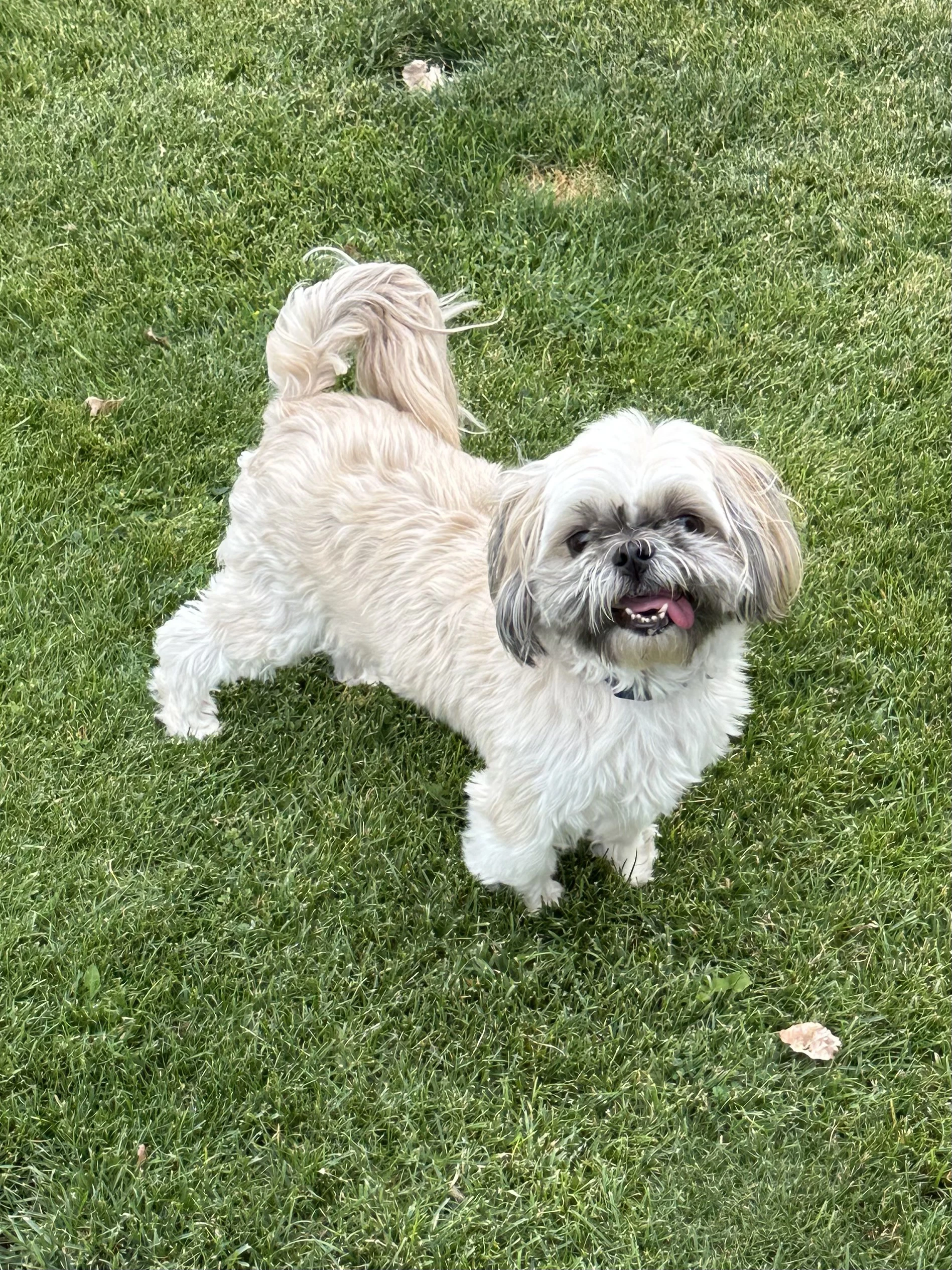 Coco