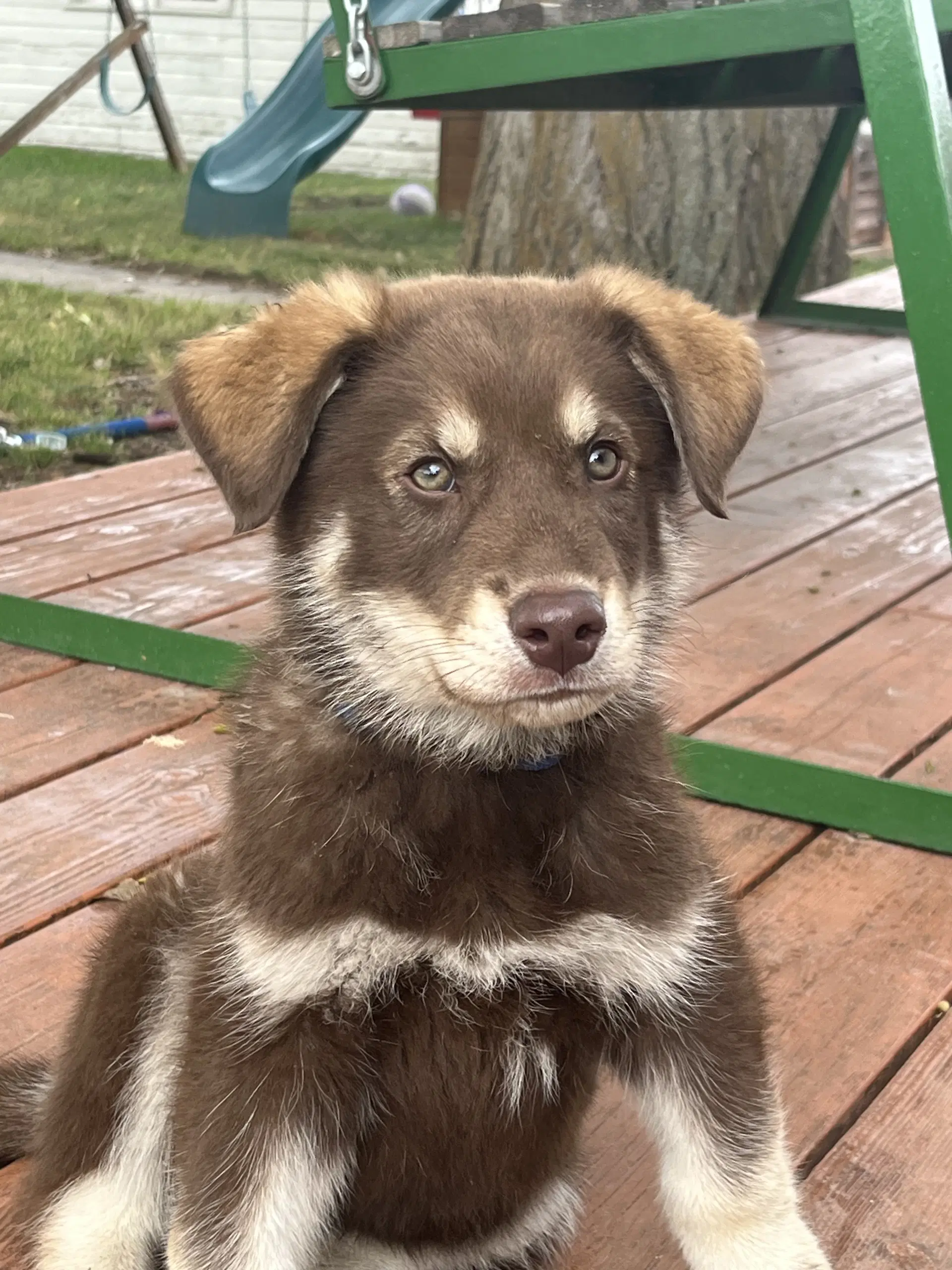 Pj - Australian Shepherd