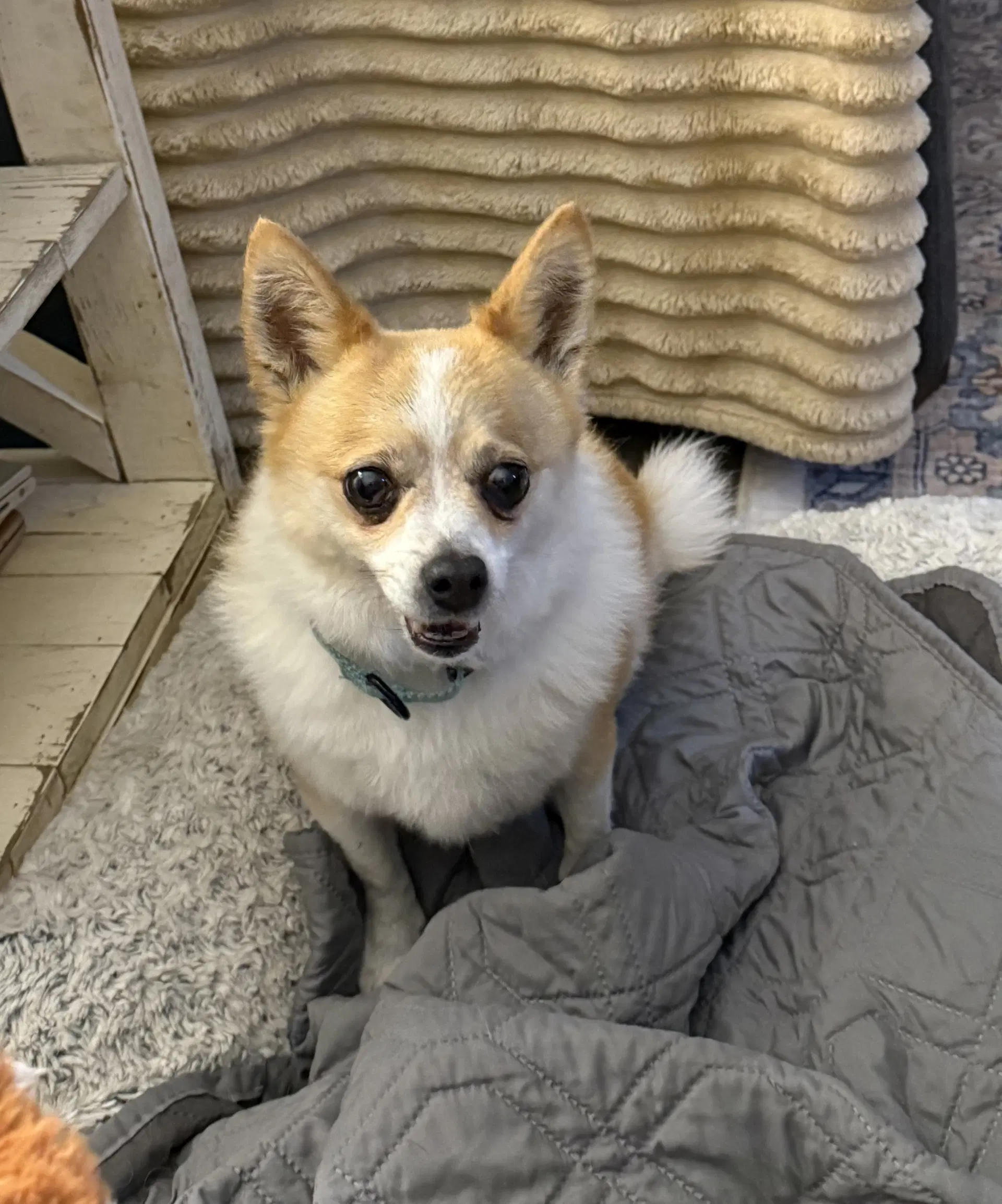 Suzie - Chihuahua