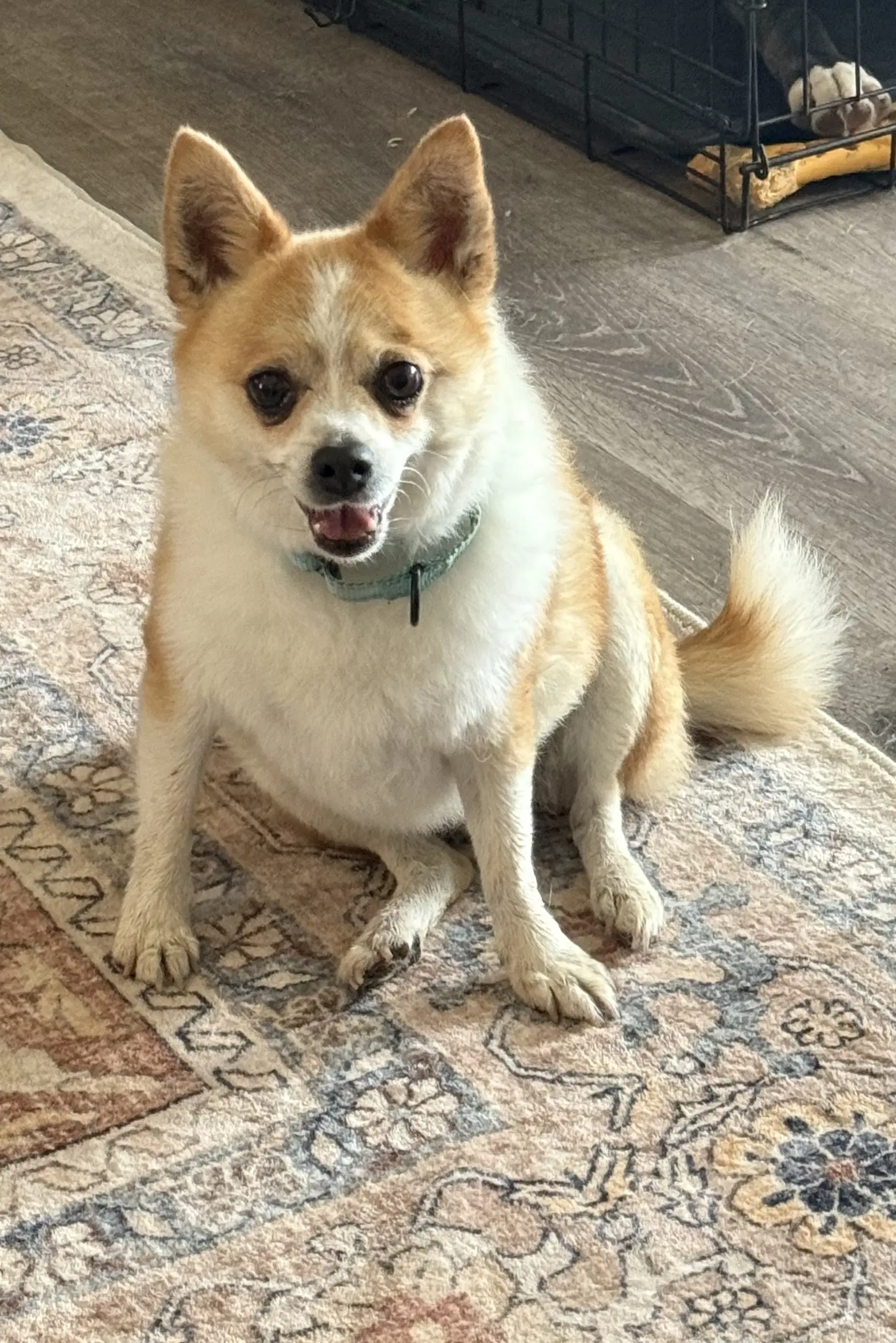 Suzie image 2