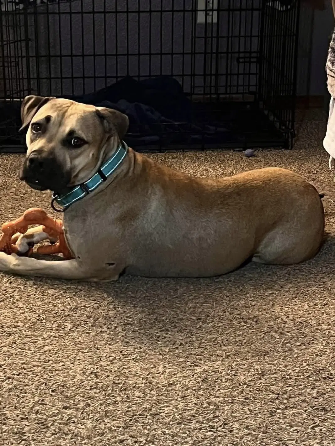 Camille - American Pit Bull Terrier