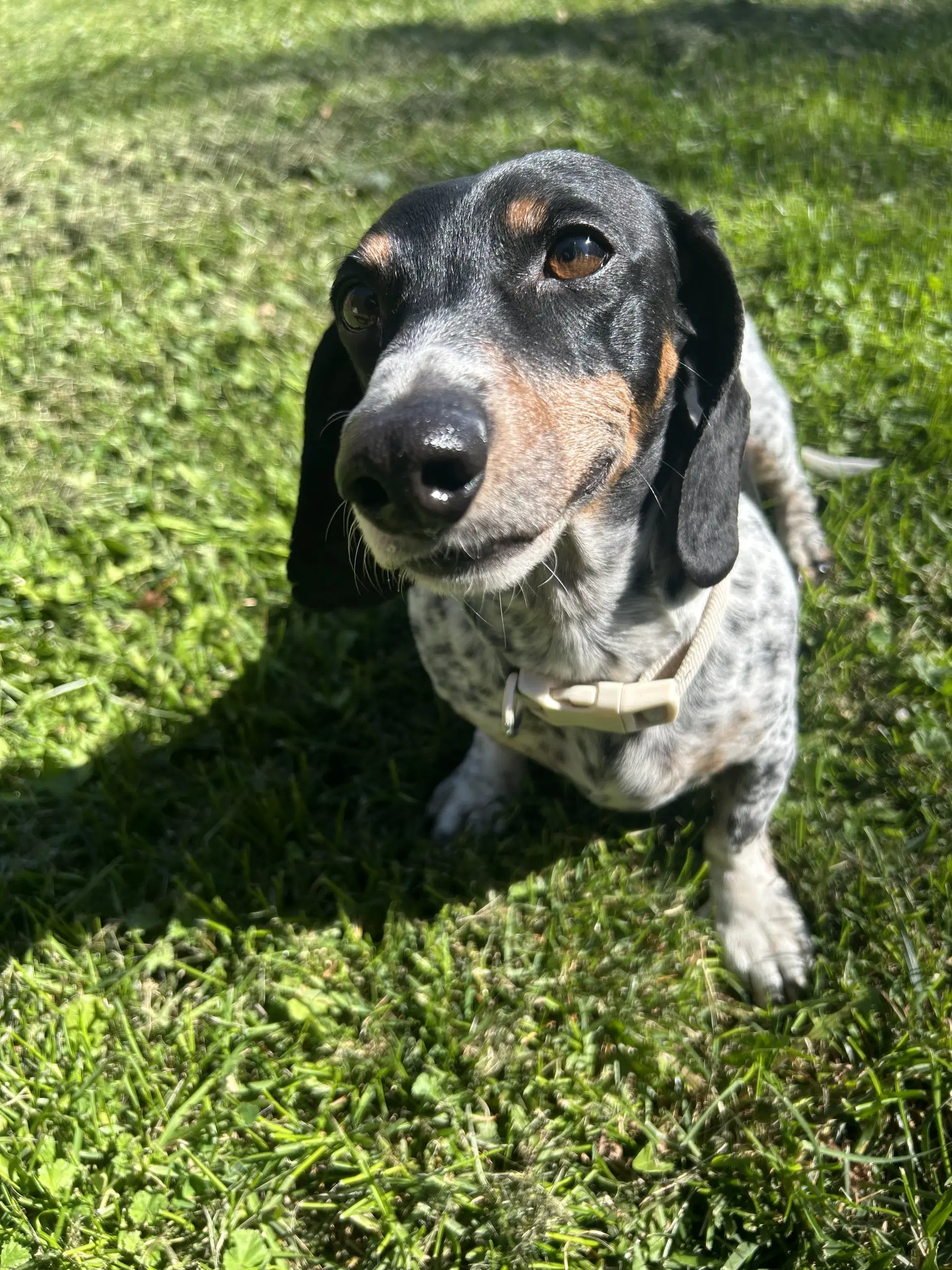 Cash - Dachshund