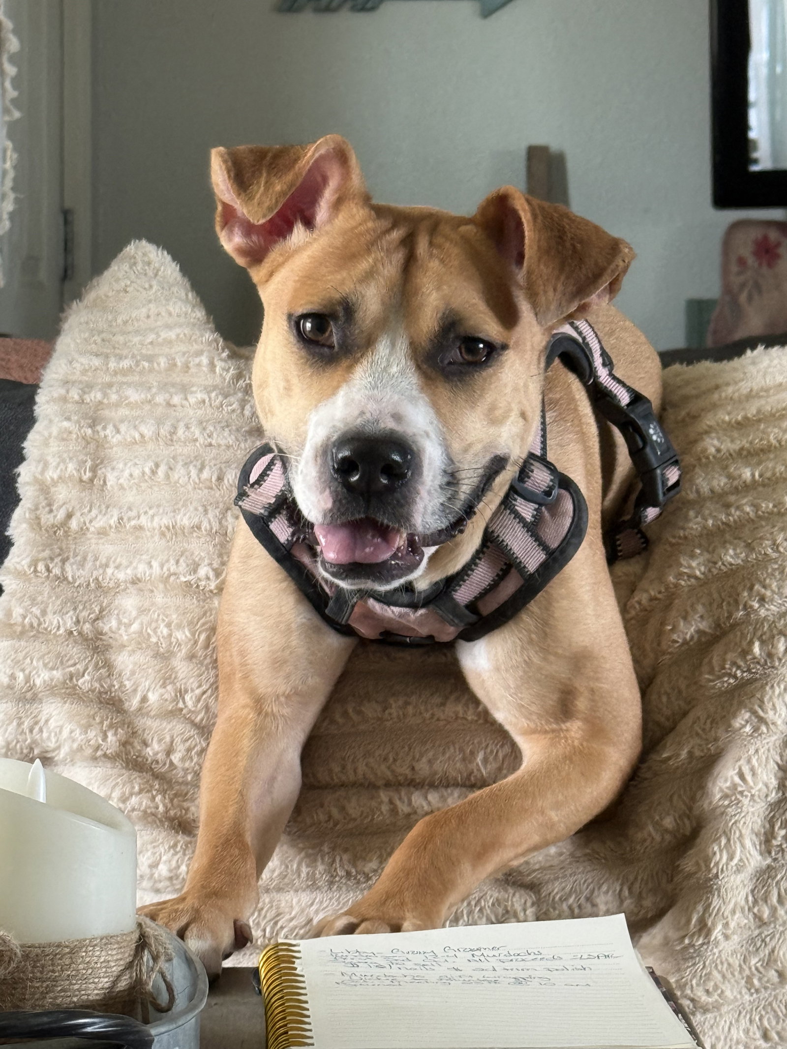 Nova, Mixed Breed