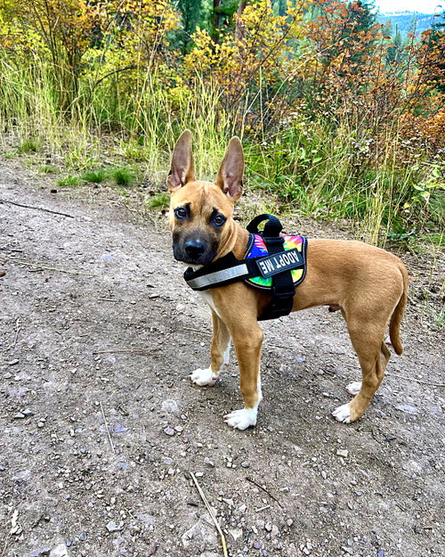 Gus, a dog for adoption from Life Savers Animal Rescue