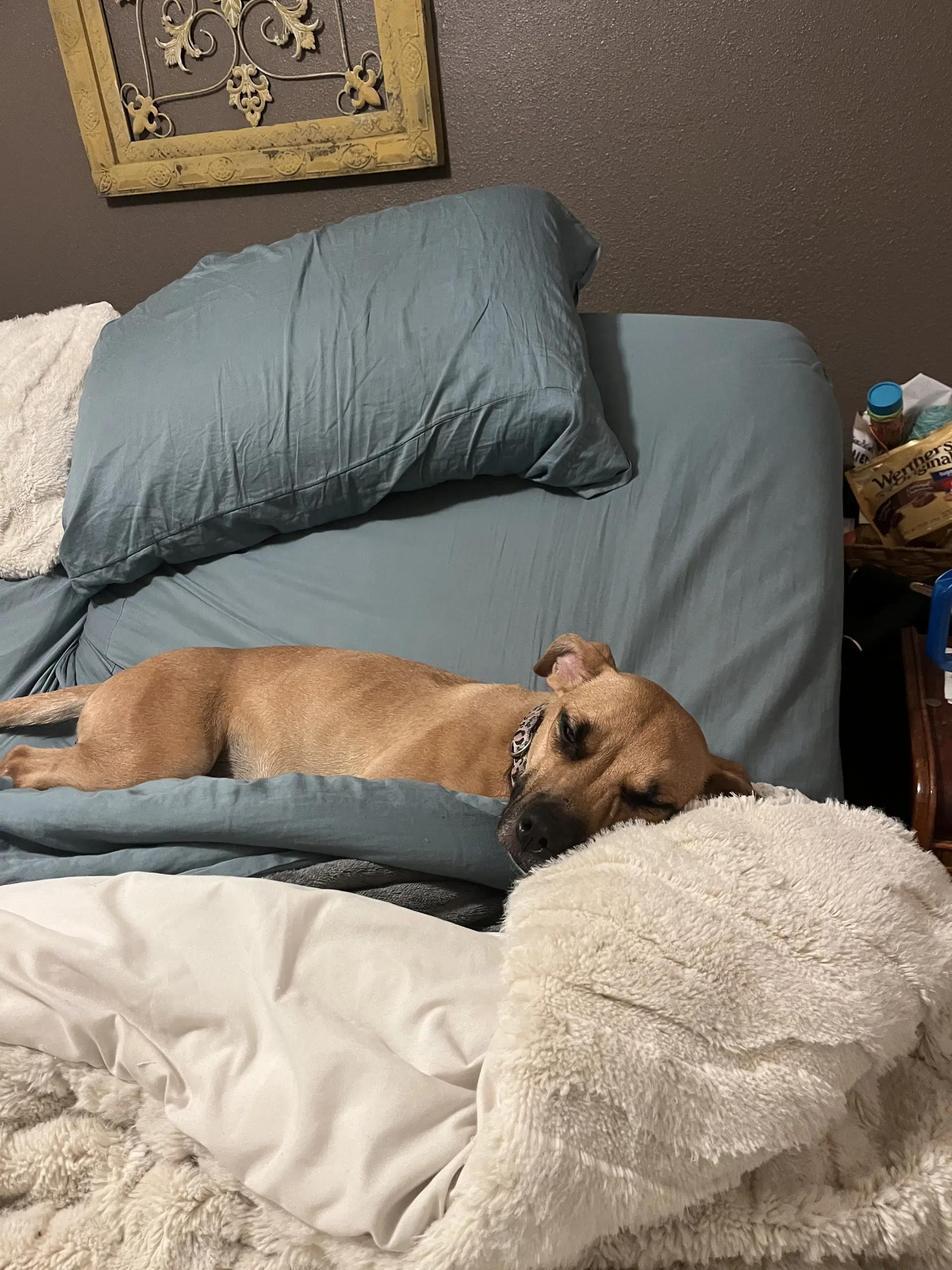 Peanut image 3