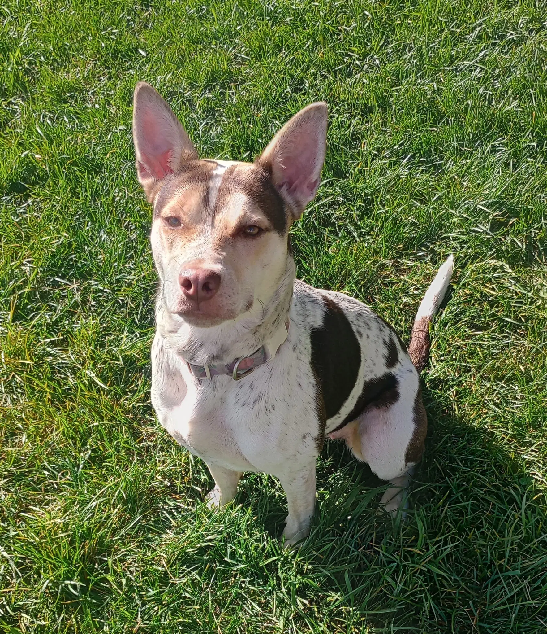 Gypsy - Terrier