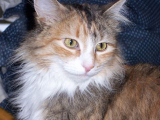 Jillian