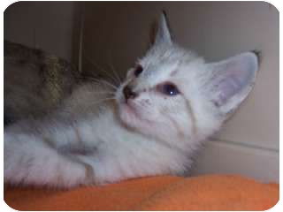 Kibby