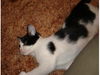Fritzie