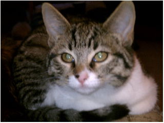 Frannie