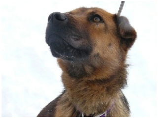 Meesha